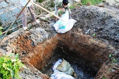 Thanh Hóa công bố dịch heo tai xanh